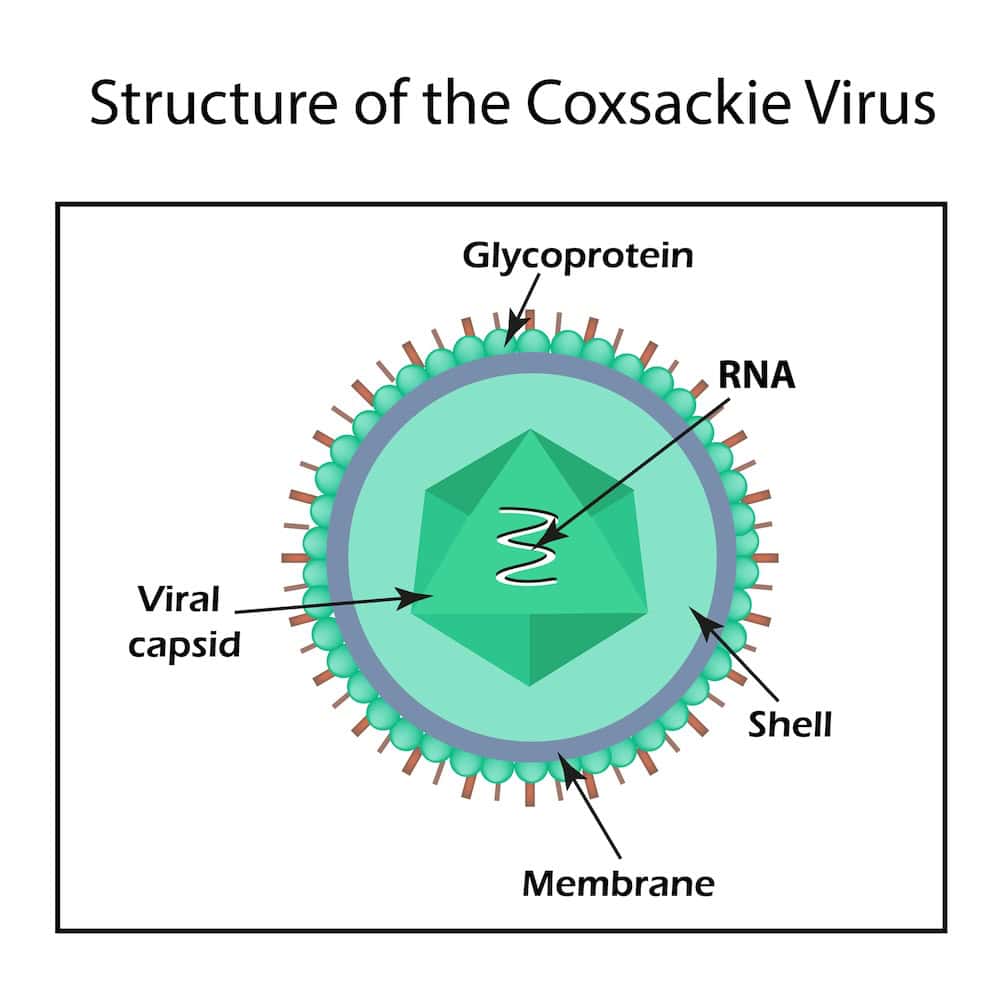 Diagram illustrating the structure of the Coxsackie virus